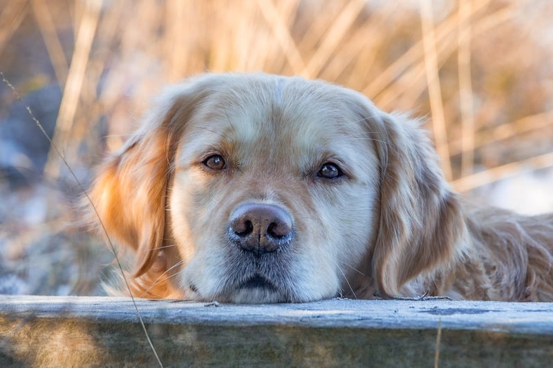 Pet-friendly Choices